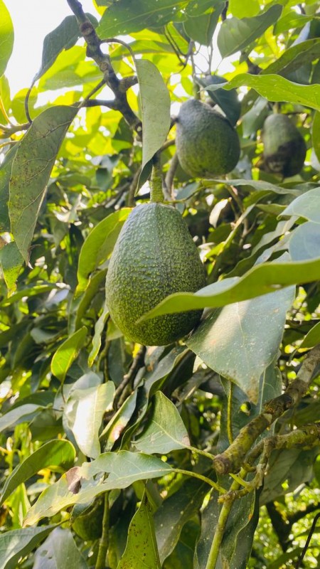 Frische Avocados from Äthiopien